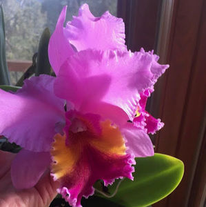 Meet your Posher, Ann